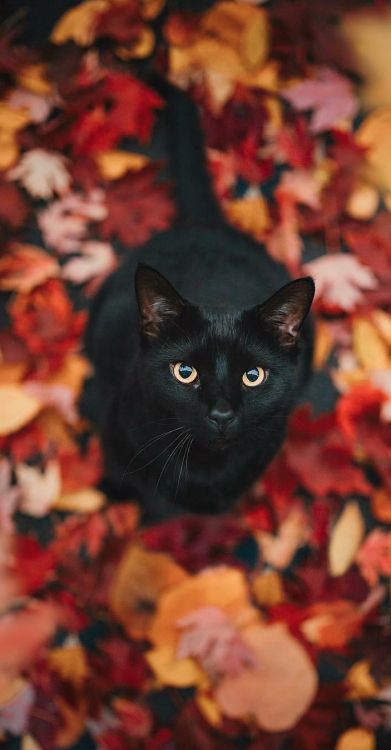 gato negro entre hojas caídas en tonos tierra otoñales
